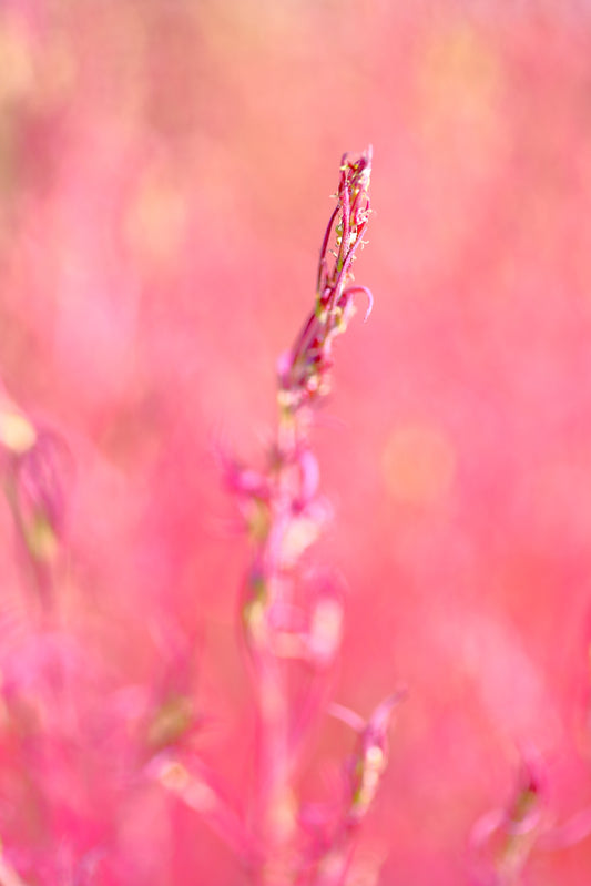 「ピンク　－１－」寛ぎの使者